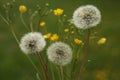 Morning landscape,ÃÂ White dandelion with green background, nature green backgound